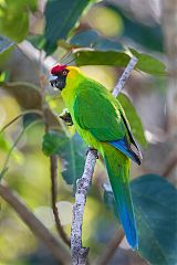 Horned Parakeet